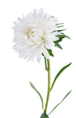 white chrysanthemum isolated