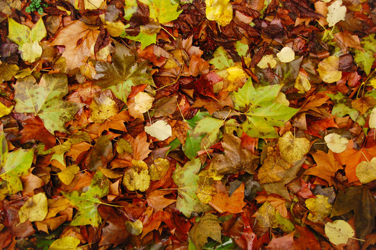 Leaves background