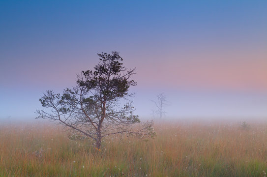 pine tree in dense fog
