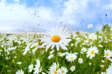 Photo sur Plexiglas Marguerites fleur de marguerite blanche sur ciel bleu