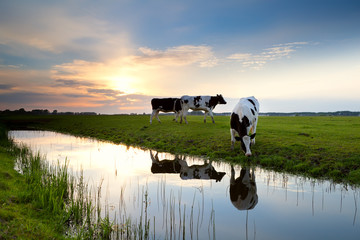 Kühe, die bei Sonnenuntergang auf der Weide grasen