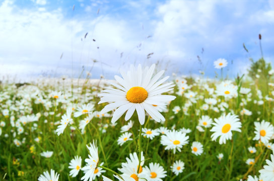 Fototapeta white daisy flower over blue sky