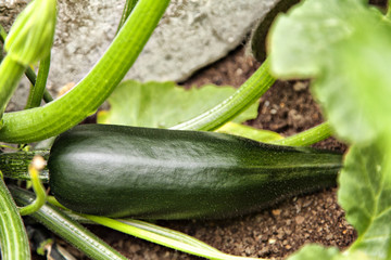 Ripe Courgette