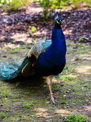 Fototapeta premium Peafowl
