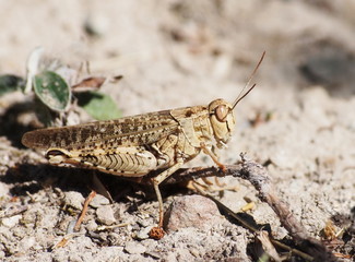 brown grasshopper