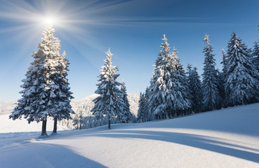 Fototapeta premium winter