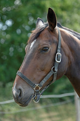 Thoroughbred Horse with Halter
