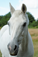 Obraz premium White Horse Portrait