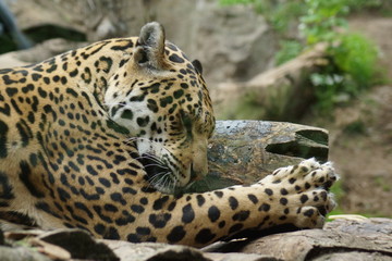 Jaguar - Panthera onca
