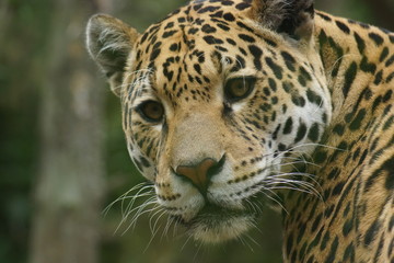 Jaguar - Panthera onca