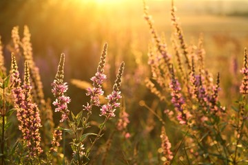 Purple loosestrife during sunset