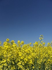 yellow rape field bee blue sky
