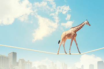 Giraffe walking on rope