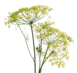 Dill flower isolated on white