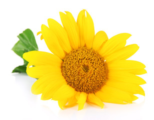 Bright sunflower isolated on white