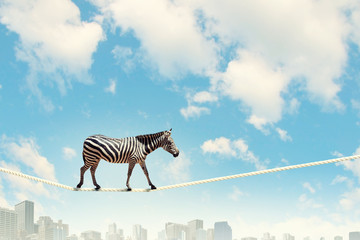 Zebra walking on rope