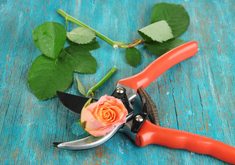 Garden secateurs and rose on wooden table close-up