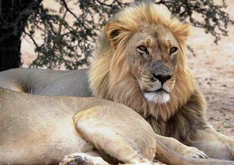 Obraz na płótnie Canvas Male lion (Panthera leo) resting, Kalahari desert