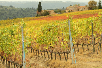 Fototapeta na wymiar beautiful autumnal landscape in Tuscany with colorful vineyards