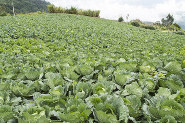 Fototapeta premium The field of a cabbage