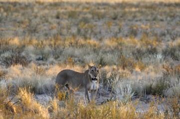 lioness hunting at dusk, Kalahari desert