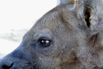 Close up of Spotted Hyaena (Crocuta crocuta)