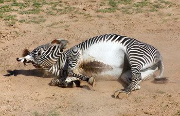 Fototapeta na wymiar Zebra toczenia w pył. Przeciwpasożytnicze kąpieli kurzu.
