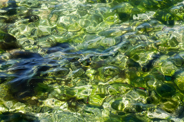 Transparent Green Sea Abstract