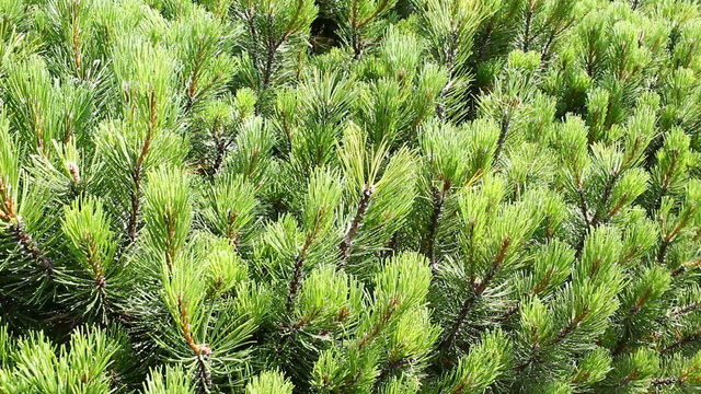 Mountain pine ( pinus mugo )