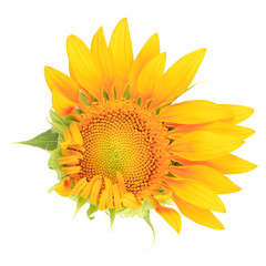 sunflower isolated