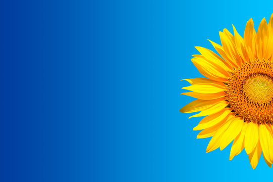 Sunflower Background