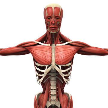 Human Anterior Muscles