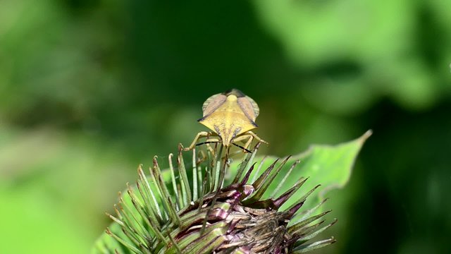 Der sechsf&uuml;&szlig;er