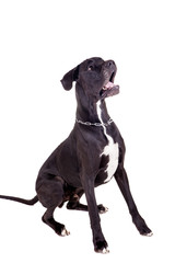 Black Great Dane, on the white background
