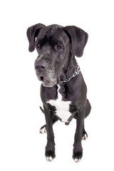 Black Great Dane, on the white background
