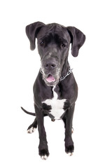 Black Great Dane, on the white background