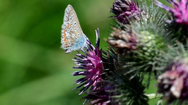 Der Schmetterling