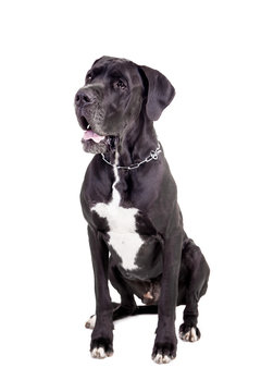 Black Great Dane, on the white background