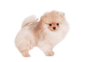 Pomeranian puppy (3 month) isolated on white