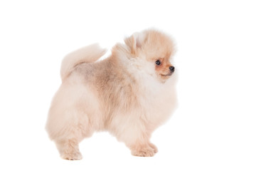 Obraz premium Pomeranian puppy (3 month) isolated on white