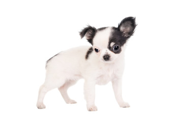Long-haired white chihuahua dog on a white background
