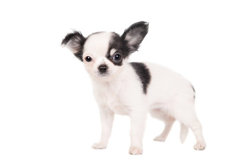 Long-haired white chihuahua dog on a white background