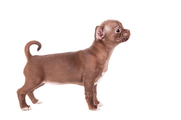 Chocolate Chihuahua puppy the age of 1 month isolated on white