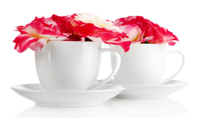 Roses in cups isolated on white