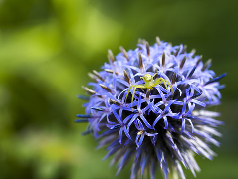 13 Best 花蜘蛛 Images Stock Photos Vectors Adobe Stock