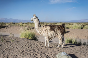 Llama in Salinas Grandes in Jujuy, Argentina.