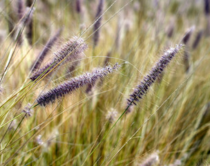 Wild wheat in the field
