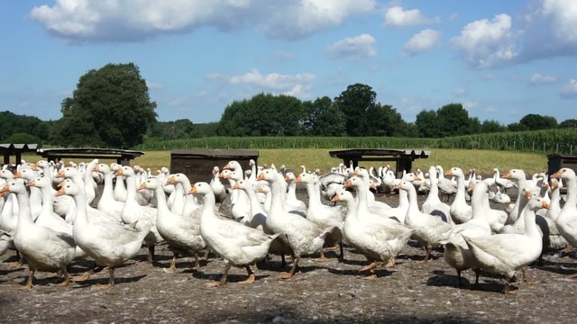 G&auml;nsemarsch - Weihnachtsg&auml;nse