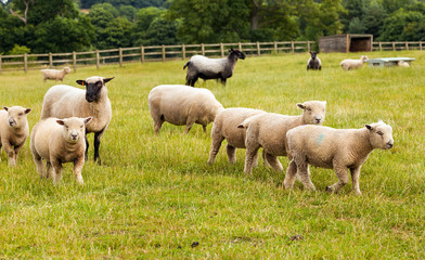Obraz premium Sheep with lambs on farm in England.