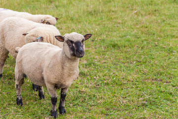Fototapeta premium Sheep on farm in England.